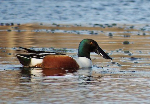 Bird Walk: Red Wing Slough