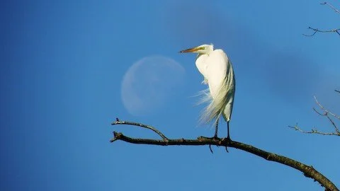 Bird Walk: Buffalo Creek Forest Preserve