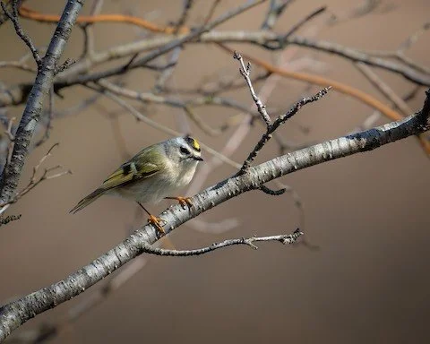 Our latest e-news is out, and spring migration is officially underway across Lake County!

Inside this issue:

🌿 Spring bird walks are ramping up, including a Pop-Up walk this Friday at Red Wing Slough

🦉 Our May program will spotlight the owls of 