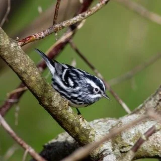 Join us on May 2 at Illinois Beach State Park&mdash;South Unit, Illinois&rsquo; oldest lakefront preserve, for a morning of spring migration at its best.

This is one of the most dynamic places to bird in Lake County, where shoreline, dunes, wetlands