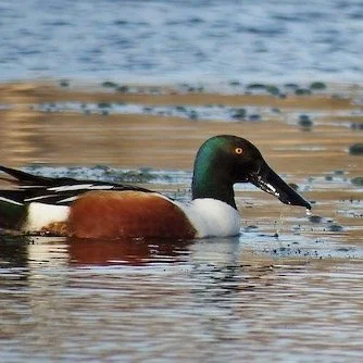 Start your Friday morning with us at Red Wing Slough in Antioch, one of Lake County&rsquo;s hidden gems for spring birding. This rich wetland habitat is teeming with life, and we&rsquo;ll be on the lookout for a wide variety of waterfowl moving throu