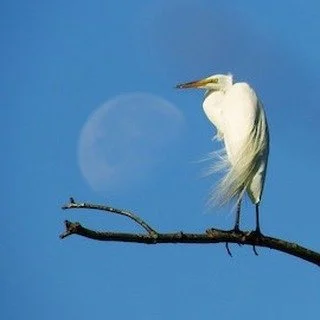 Join us as we explore a mix of prairie and wetland habitats as spring migrants continue to move through the preserve.

📍 Location: Buffalo Creek Forest Preserve
📅 Date: Sunday, April 19, 2026
⏰ Time: 7:30 AM &ndash; 10:00 AM
👥 Leaders: Brad Stein 