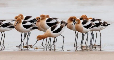 WMBD Bird Walk - Waukegan Beach