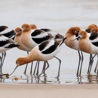 Join Lake County Audubon and get ready for World Migratory Bird Day at Waukegan Beach!

We&rsquo;ll explore this incredible Lake Michigan shoreline with Nat Carmichael, an exceptional birder and photographer with deep experience at this site.

With i