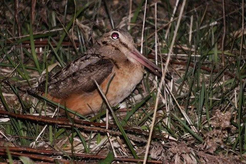 Evening Bird Walk: Middlefork Savanna