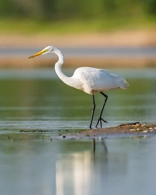 Venue Change for Our May Meeting + Earth Day &amp; Spring Walks 🌎🪶