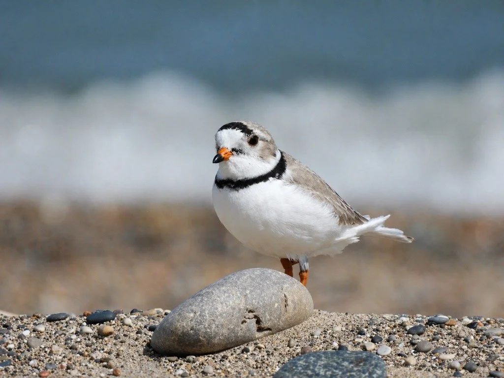 Pepper Returns to Waukegan Beach, Marking the Start of the 2026 Piping Plover Season