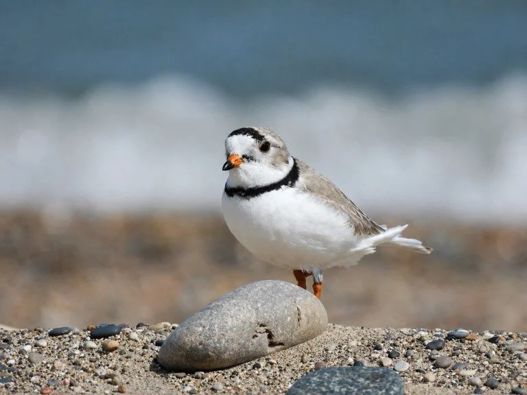 Pepper is back in Waukegan!

We&rsquo;re thrilled to share that Pepper, our male Piping Plover, has safely returned from his wintering grounds and has been spotted on Waukegan Beach. This marks the official start of the 2026 Piping Plover season alon