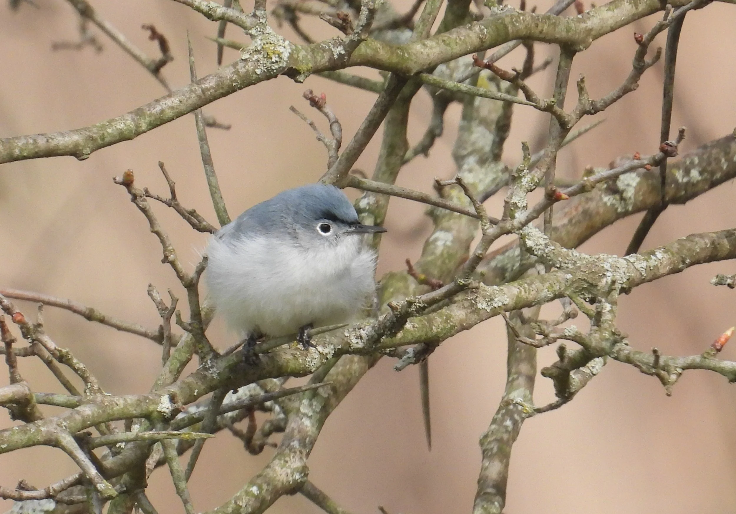 Big Day Bird Walk: Van Patton Woods