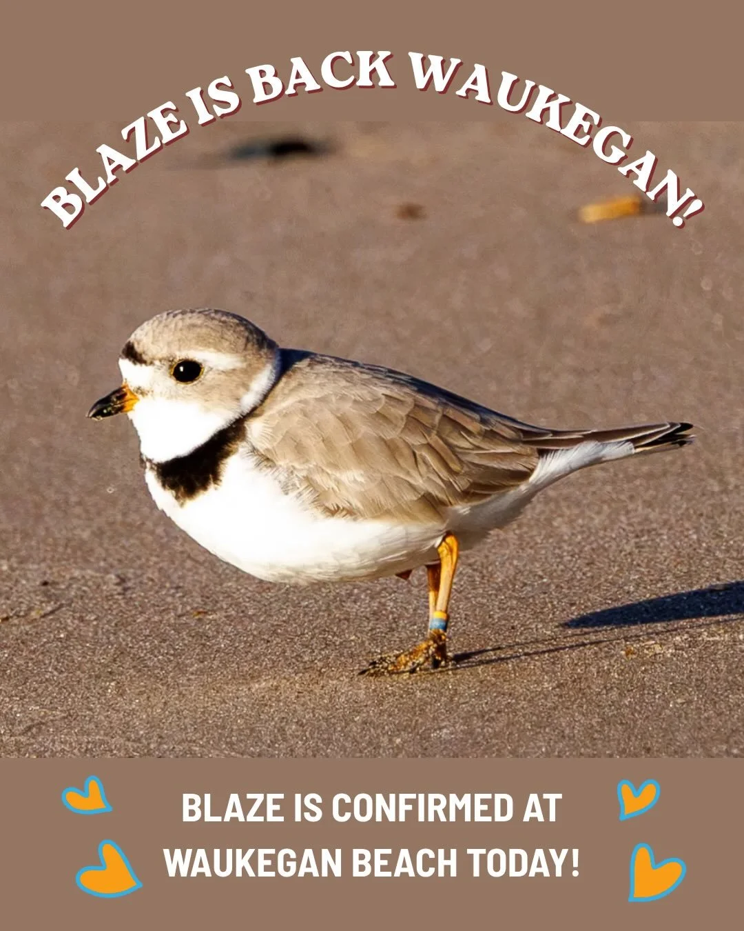 Blaze is back in Waukegan! 🔥

We spotted her on the beach this morning, joining Pepper and Pippin who are already on site&hellip; and yes, it looks like we may have a little drama unfolding on the lakefront 🧡

Two very handsome plovers may be vying