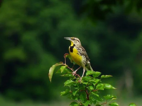 Bird Walk: Fort Sheridan Forest Preserve