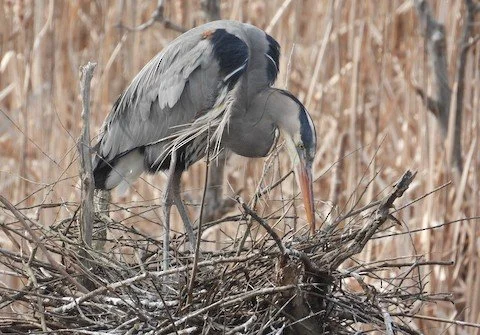 Pop-Up Bird Walk: The Preserve at Highland Park