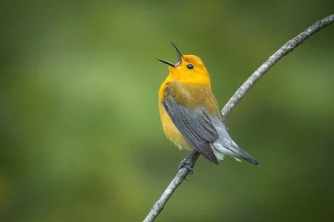 Spring Migration Walks Are In Full Swing!

Fresh arrivals, exciting bird walks, conservation updates, community events, and plenty of spring migration magic&hellip; our latest Lake County Audubon newsletter is here! 🌿

🔗 Read the newsletter at the 