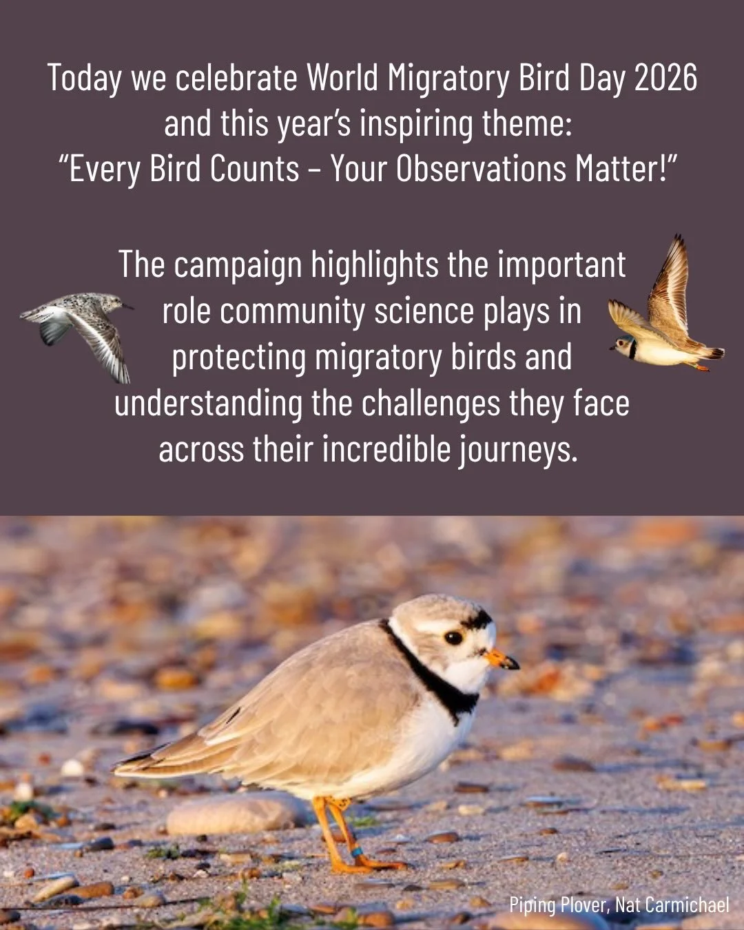 🪶 Spring migration is one of the great wonders of the natural world. Every day brings new arrivals, shifting flocks, beautiful songs, and unexpected sightings across Lake County.

As we celebrate World Migratory Bird Day and the ongoing spring bird 