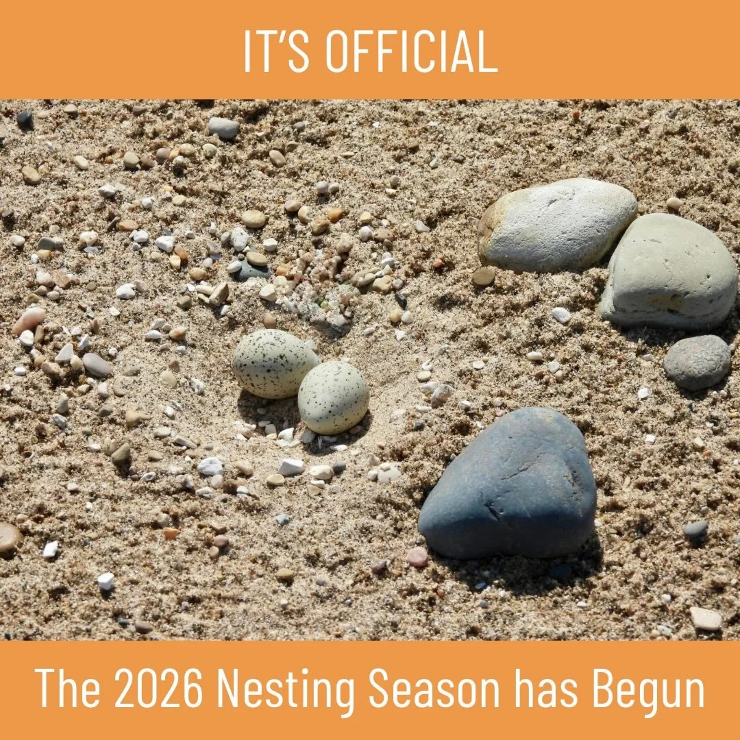 Not one, but TWO eggs! 🧡🩵

We&rsquo;re thrilled to share that Waukegan&rsquo;s 2026 Great Lakes endangered Piping Plover nest now holds two eggs, officially launching another exciting season on the Lake Michigan shoreline!

And yes&hellip; there&rs