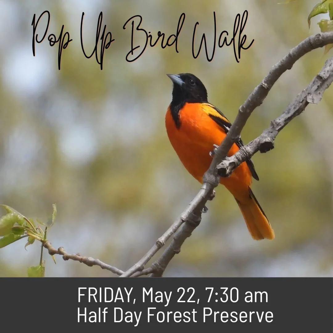 Join us for a pop-up bird walk this Friday at Half Day Forest Preserve!

Late May is one of the most exciting times of year to explore Lake County&rsquo;s forests and wetlands as colorful warblers, flycatchers, vireos, thrushes, and other migratory b