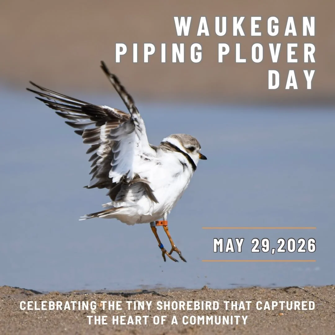 Today we celebrate Waukegan Piping Plover Day! 🩵

In 2025, the City of Waukegan officially designated May 29 as Waukegan Piping Plover Day, creating an annual opportunity to celebrate one of the most remarkable conservation success stories on the Gr