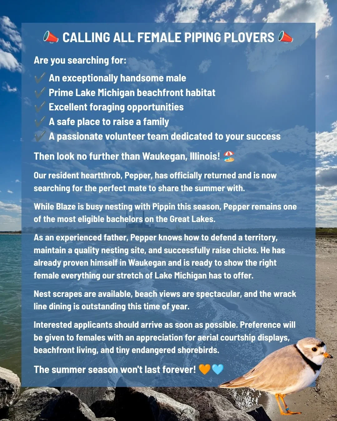 While Pepper continues his search for the perfect mate, things remain busy on the Waukegan shoreline!

Blaze and Pippin are continuing to share incubation duties on their nest, taking turns keeping the eggs warm while the other grabs a quick meal or 