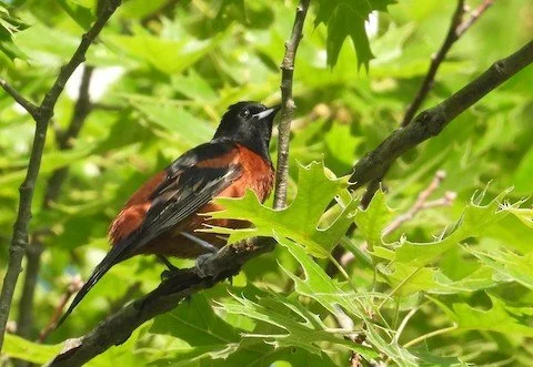 Bird Walk: Middlefork Savanna Forest Preserve