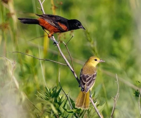 Middlefork Savanna is one of Lake County&rsquo;s premier birding destinations and offers a wonderful opportunity to experience a large-scale prairie, savanna, and wetland restoration in the heart of Lake Forest. June is an especially exciting time to