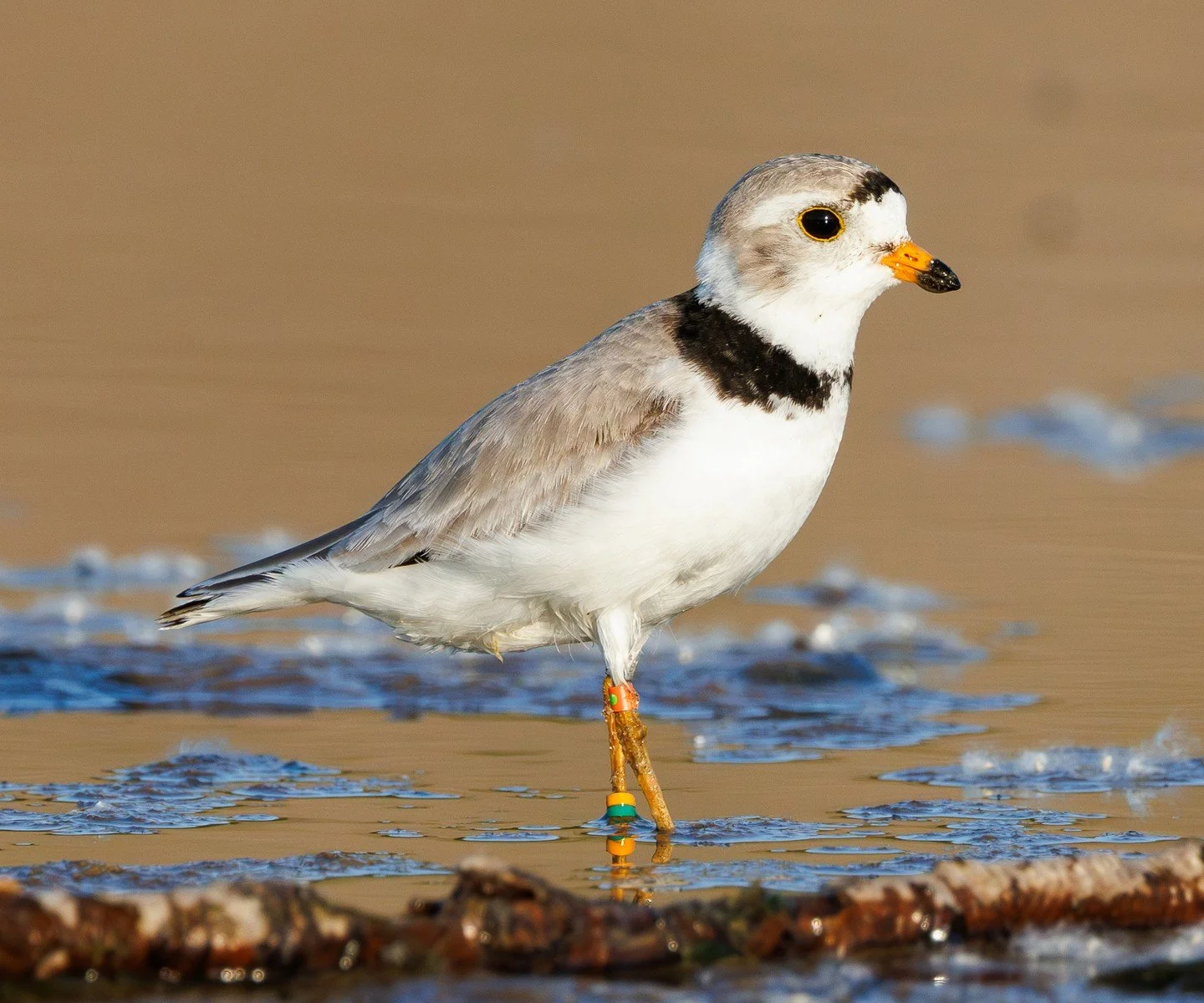 Summer Walks, Film Debut and Piping Plovers on the Beach