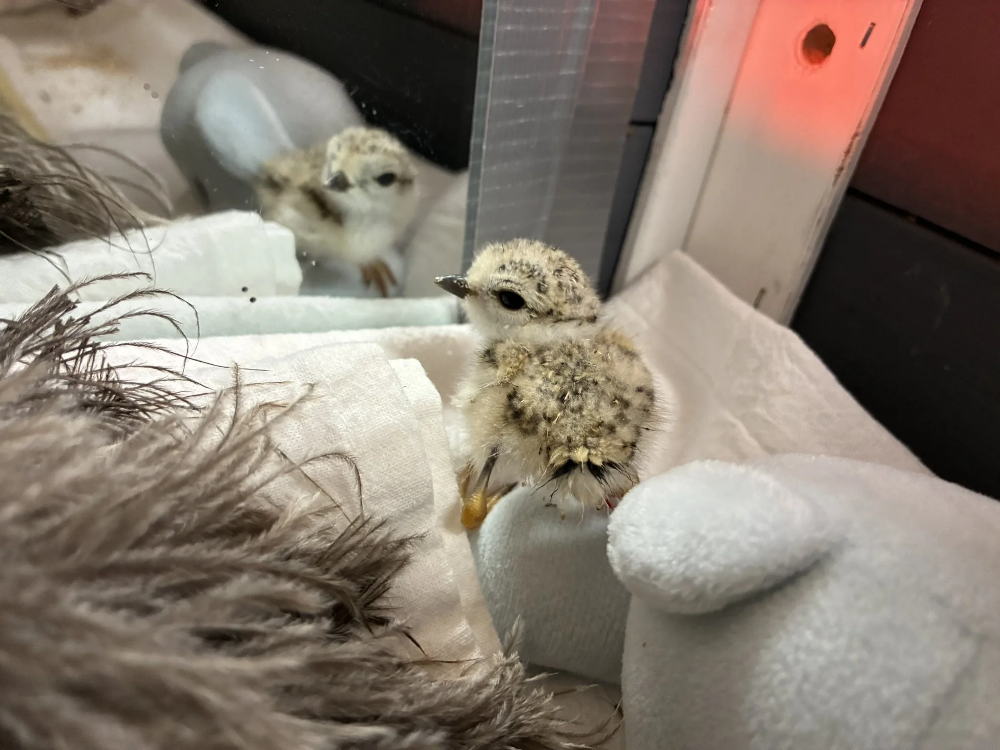 Against All Odds, Plovers Survive