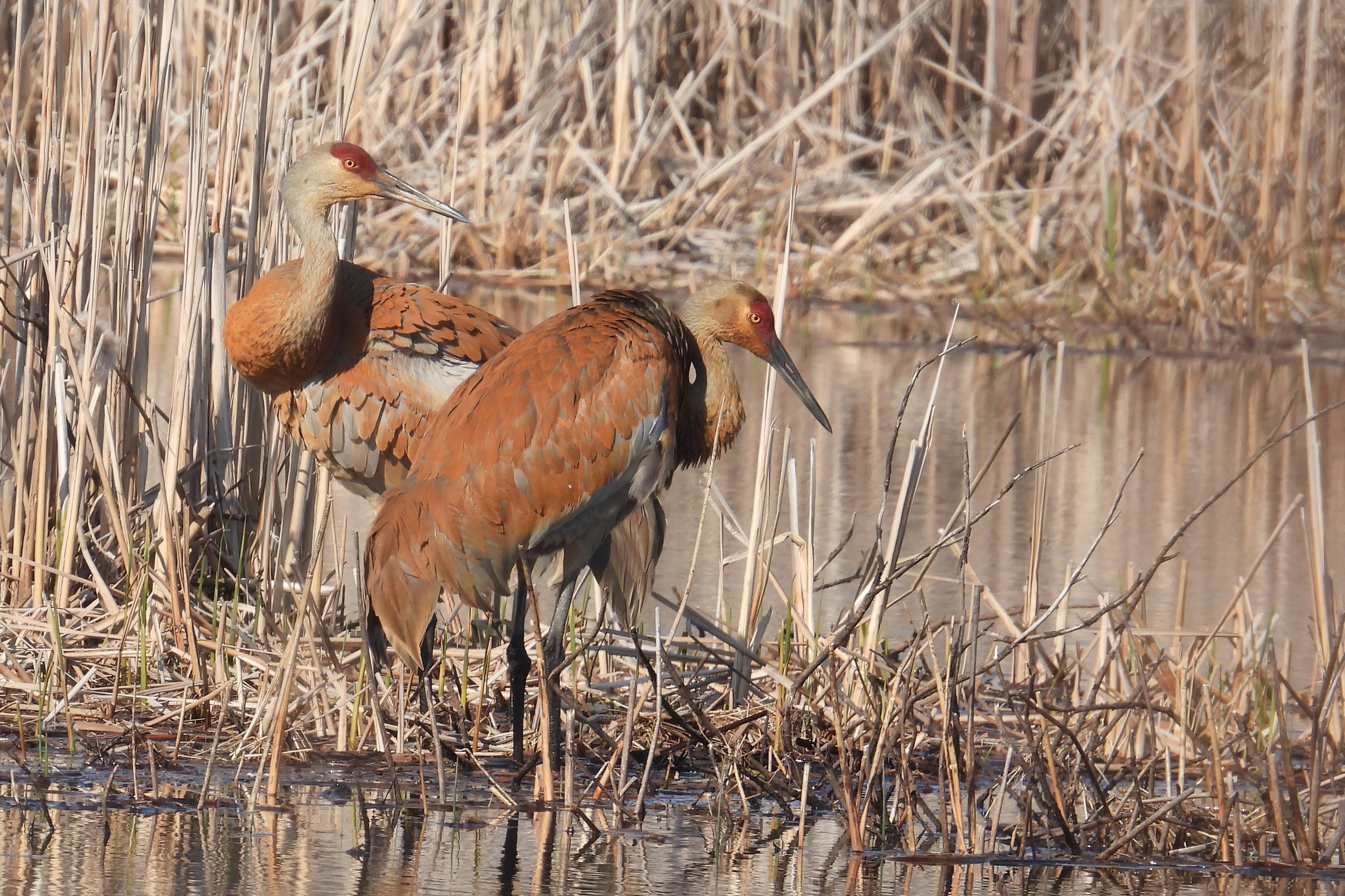 Bird Walk: Volo Bog State Natural Area