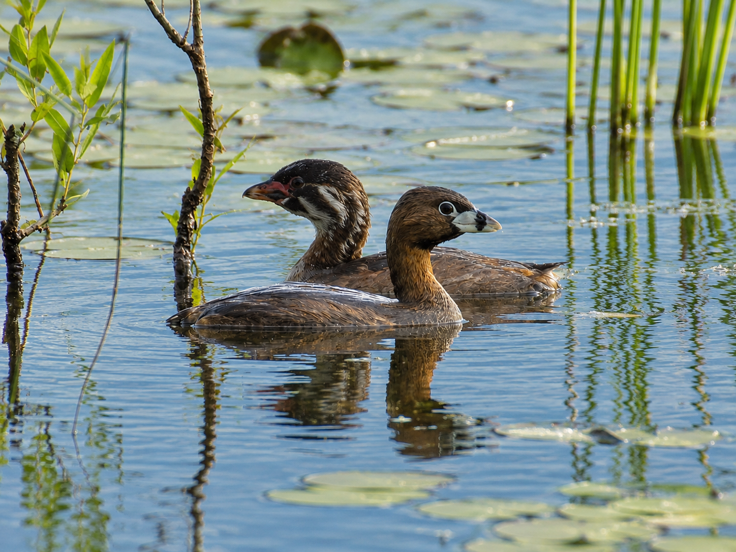 Bird and Nature Walk: Pine Dunes Forest Preserve