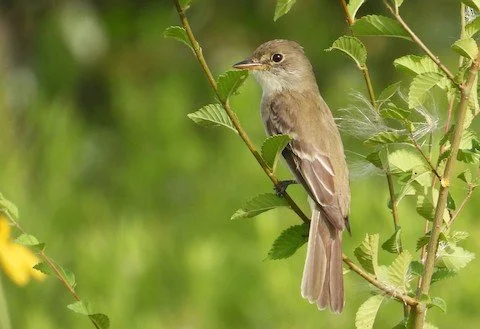 Bird Walk: Bowen Park