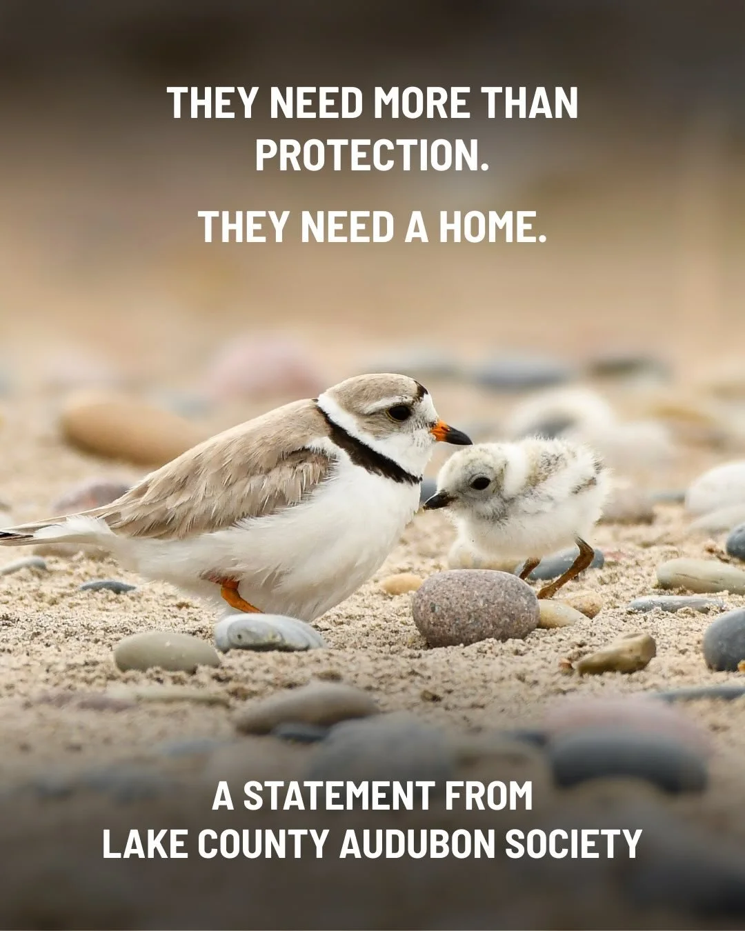 Lake County Audubon Society has always worked hard to stay out of partisan politics. Birds don&rsquo;t belong to a political party, and conservation has long been a cause that brings people together across different backgrounds and beliefs.

But ther