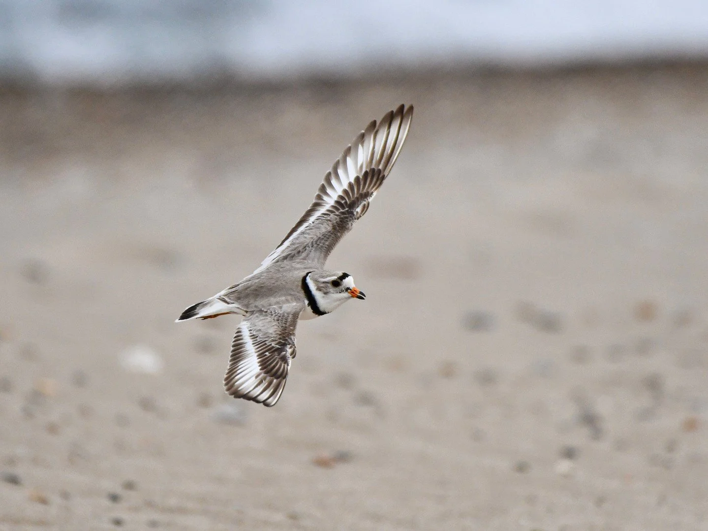 Every month brings new opportunities to connect with birds, nature, and our community.

Our July newsletter features the latest piping plover updates, upcoming walks and events, our Northbrook library exhibit, and more. We hope you'll join us as we c