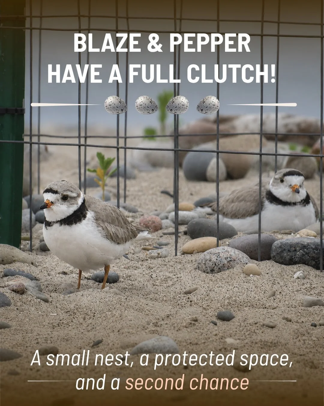 🥚🥚🥚🥚

We are thrilled to share that Blaze and Pepper now have a full clutch of four eggs at Waukegan Beach!

After everything that has unfolded this season, our monitors, the Waukegan community, and the remarkable network of people who follow and