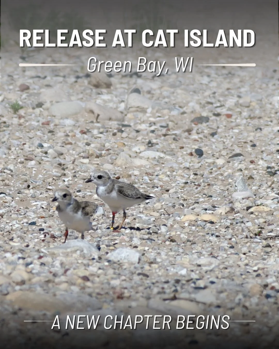 The connection between Waukegan and Green Bay just became even more special. 💙

Yesterday, two of the piping plover chicks that began their journey at Waukegan Beach were released into the wild at Cat Island in Green Bay, Wisconsin.

If you&rsquo;ve