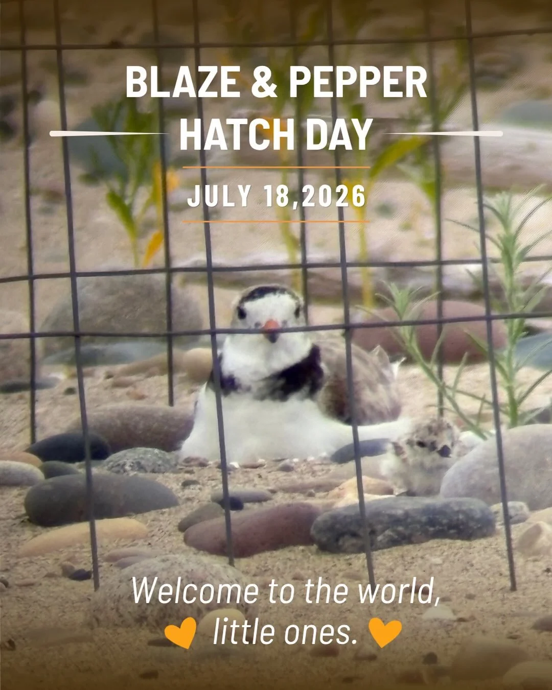 🎉 They&rsquo;re here! 🎉

After a season filled with hope, heartbreak, determination, and second chances, Waukegan&rsquo;s Great Lakes Piping Plovers are welcoming new life. 🩵🧡

The first chick hatched around 8:30 this morning, with a second follo