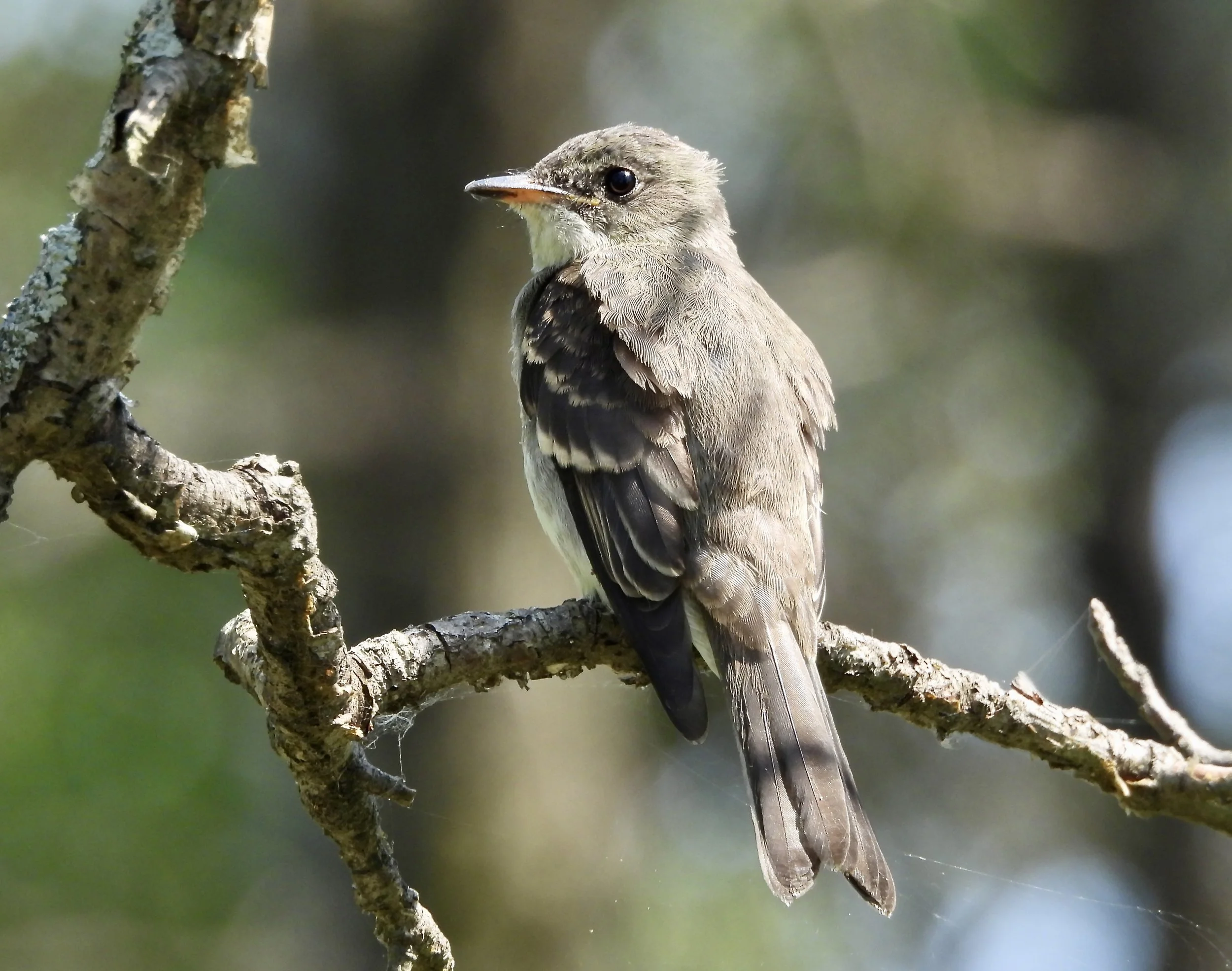 Evening Bird Walk: Mellody Farm Preserve 