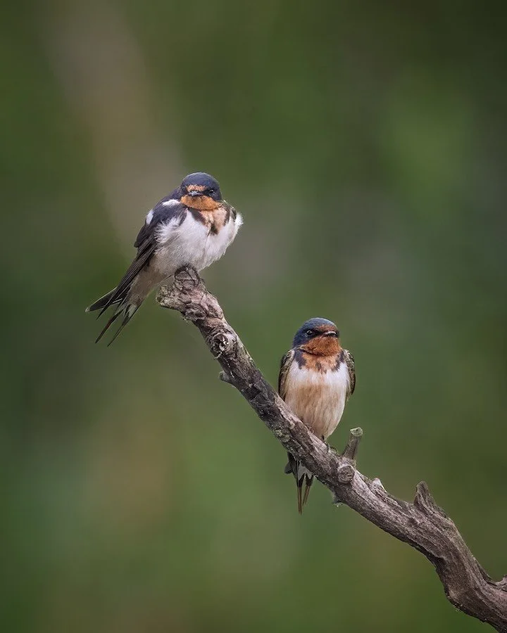 Birdability Bird Walk: Nippersink Forest Preserve