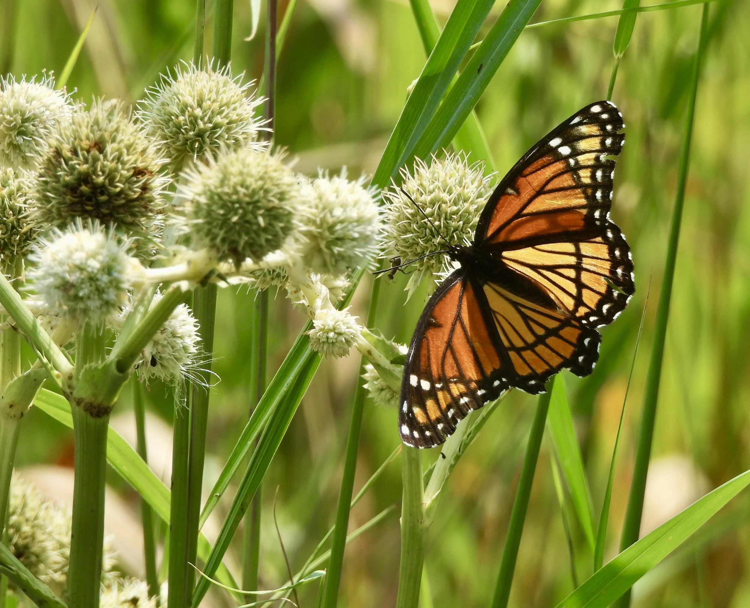Butterflies & Birds: Grant Woods Forest Preserve (SOUTH)