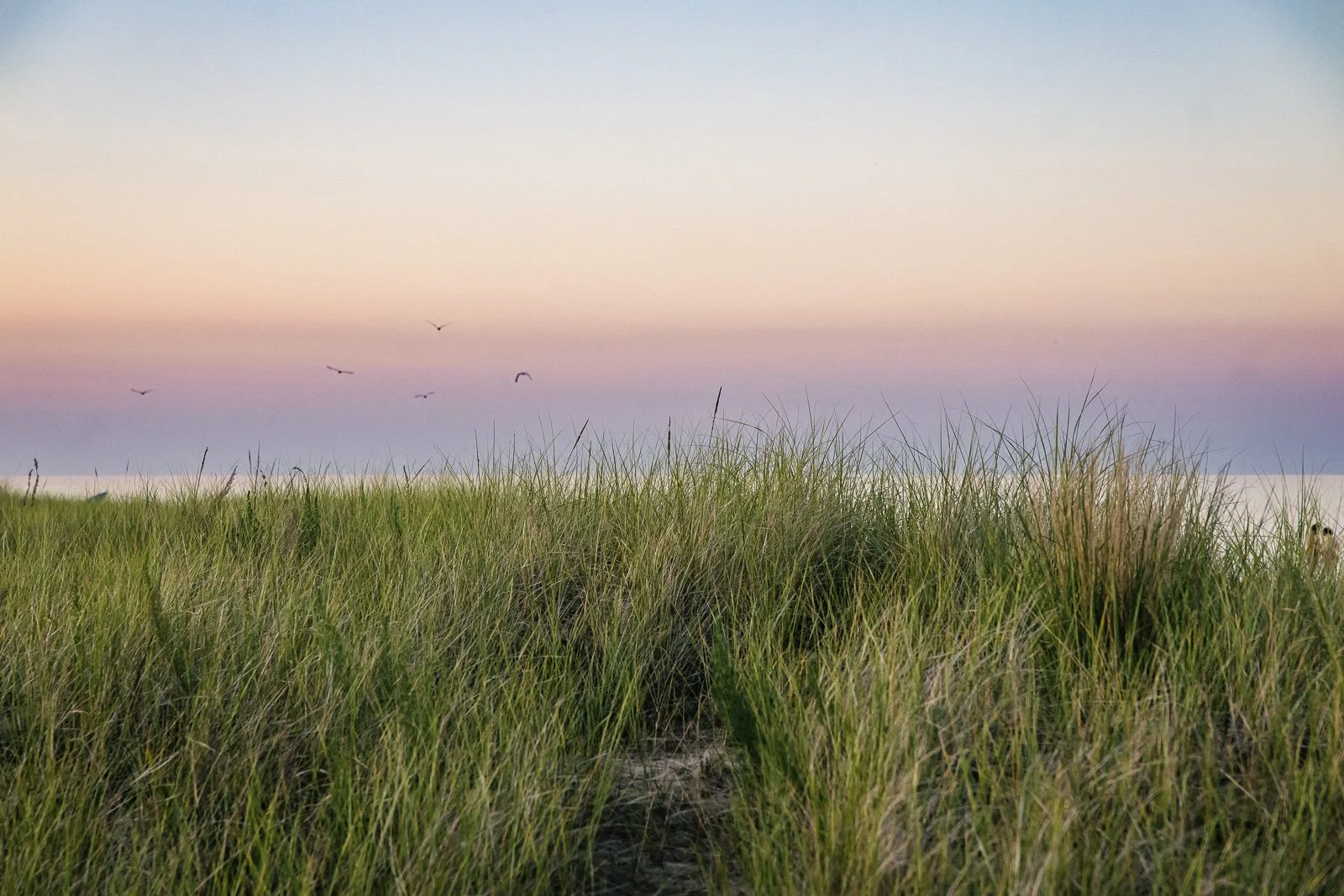 RESTORATION WORKDAY AT WAUKEGAN DUNES