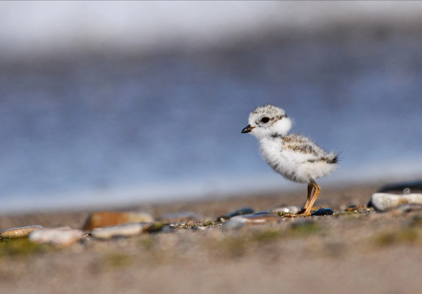 Three Growing Plovers, Bird Walks &amp; August Adventures