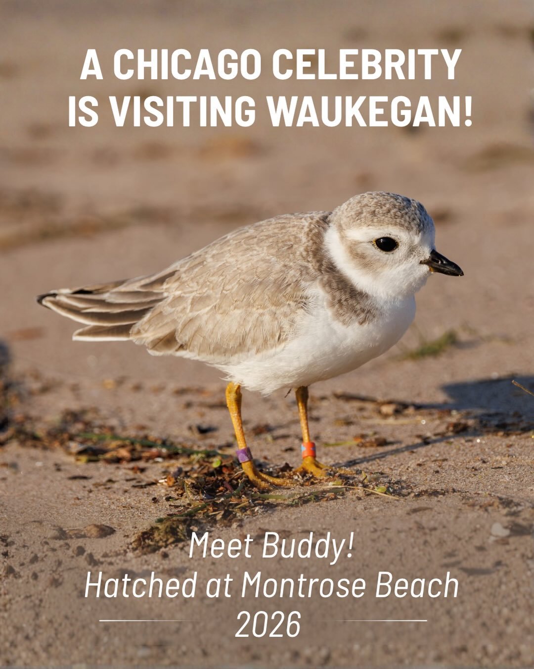 One little visitor is making himself right at home in Waukegan! ⭐️

Buddy, one of this year&rsquo;s fledgling Piping Plovers from Montrose Beach in Chicago, has spent the past several days exploring our shoreline. He&rsquo;s been foraging alongside B