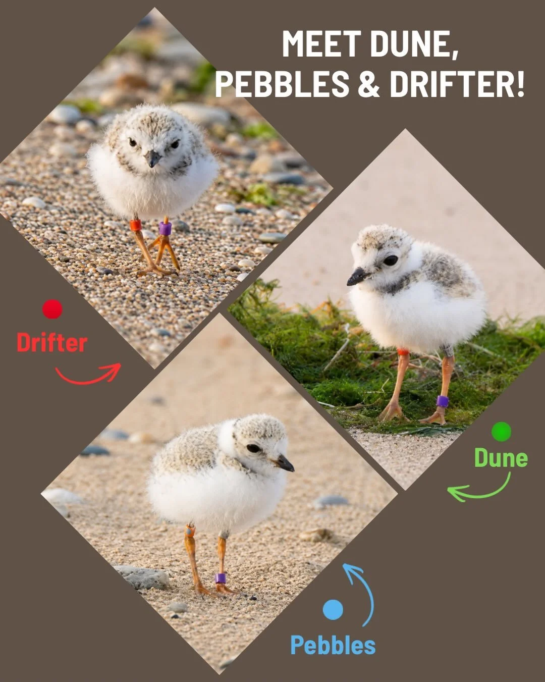 Meet Dune, Pebbles &amp; Drifter! 💚🩵❤️

Our three Waukegan piping plover chicks reached another big milestone on Tuesday when they were banded by members of the Great Lakes Piping Plover Conservation Team. Representatives from IDNR and U.S. Fish an