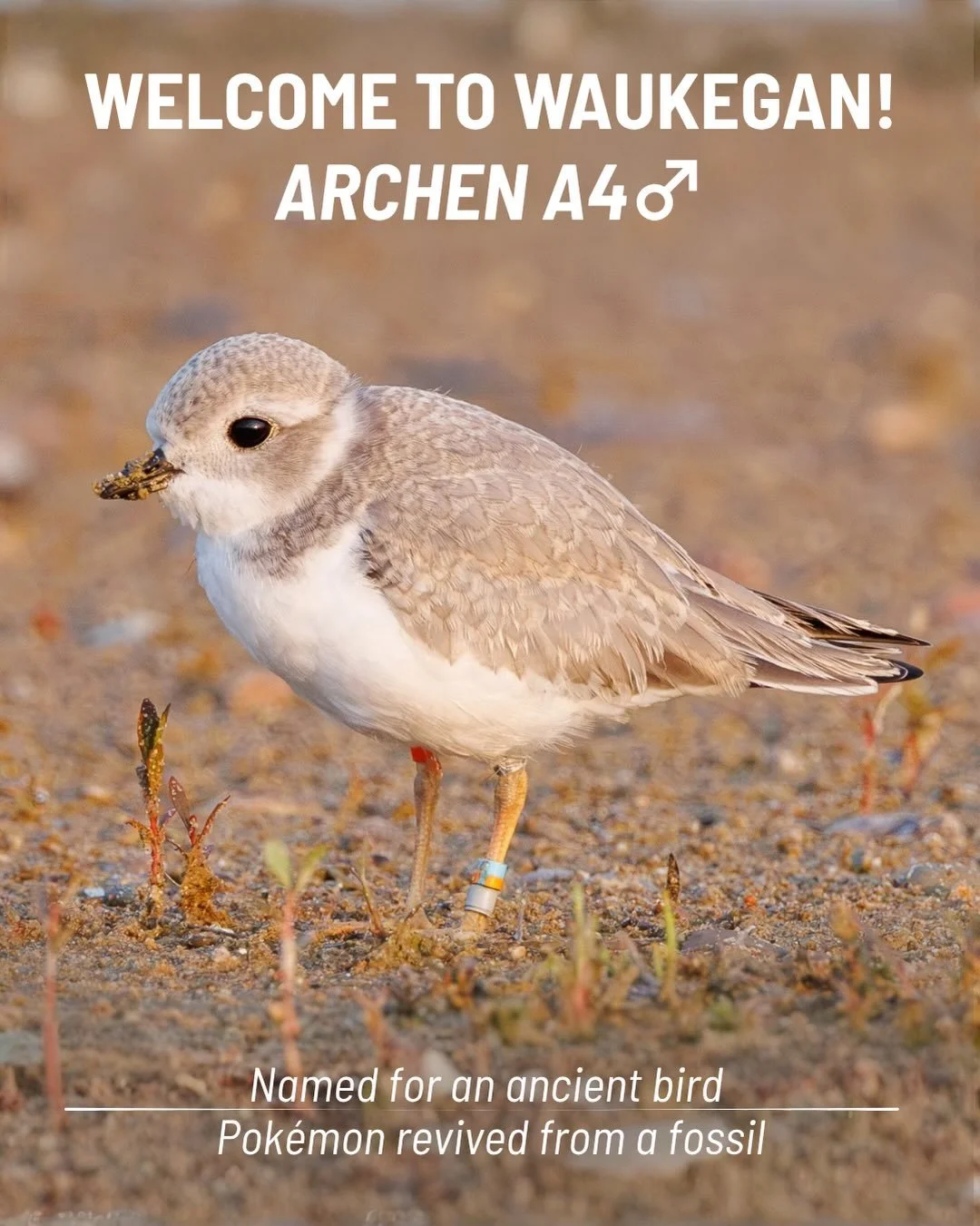 Welcome to Waukegan, Amaura, Archen &amp; Anorith! 🪽

Tuesday brought ANOTHER exciting moment to the Waukegan shoreline when three captive-reared Great Lakes piping plovers were released into the wild!

Amaura, Archen and Anorith came from a nest ne