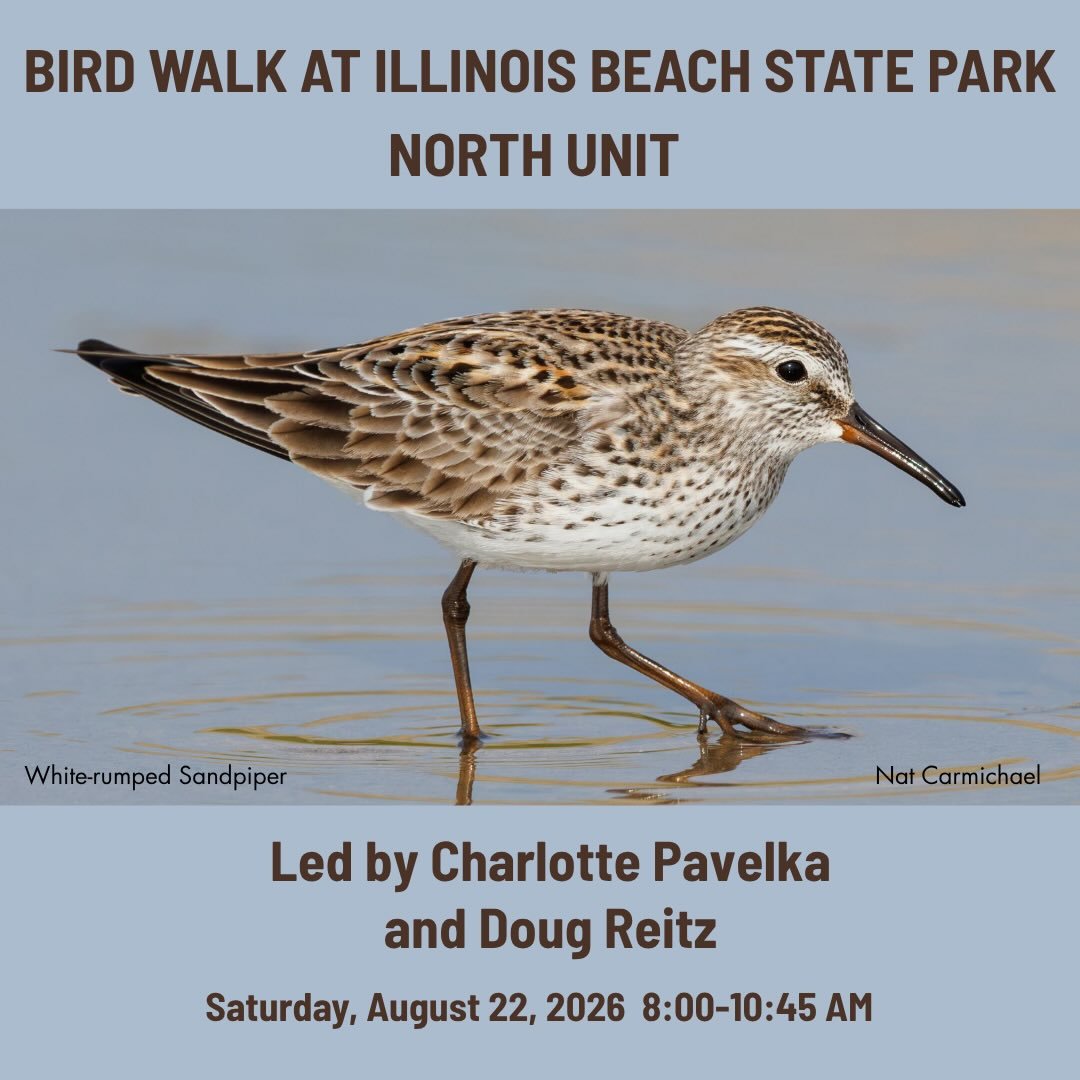 Bird Walk: Illinois Beach State Park &ndash; North Unit

📅 Saturday, August 22 ⏰ 8:00&ndash;10:45 AM 📍 Meet at the Sand Pond parking lot 👥 Leaders: Charlotte Pavelka &amp; Doug Reitz

Fall migration is underway, and we&rsquo;re heading to one of L