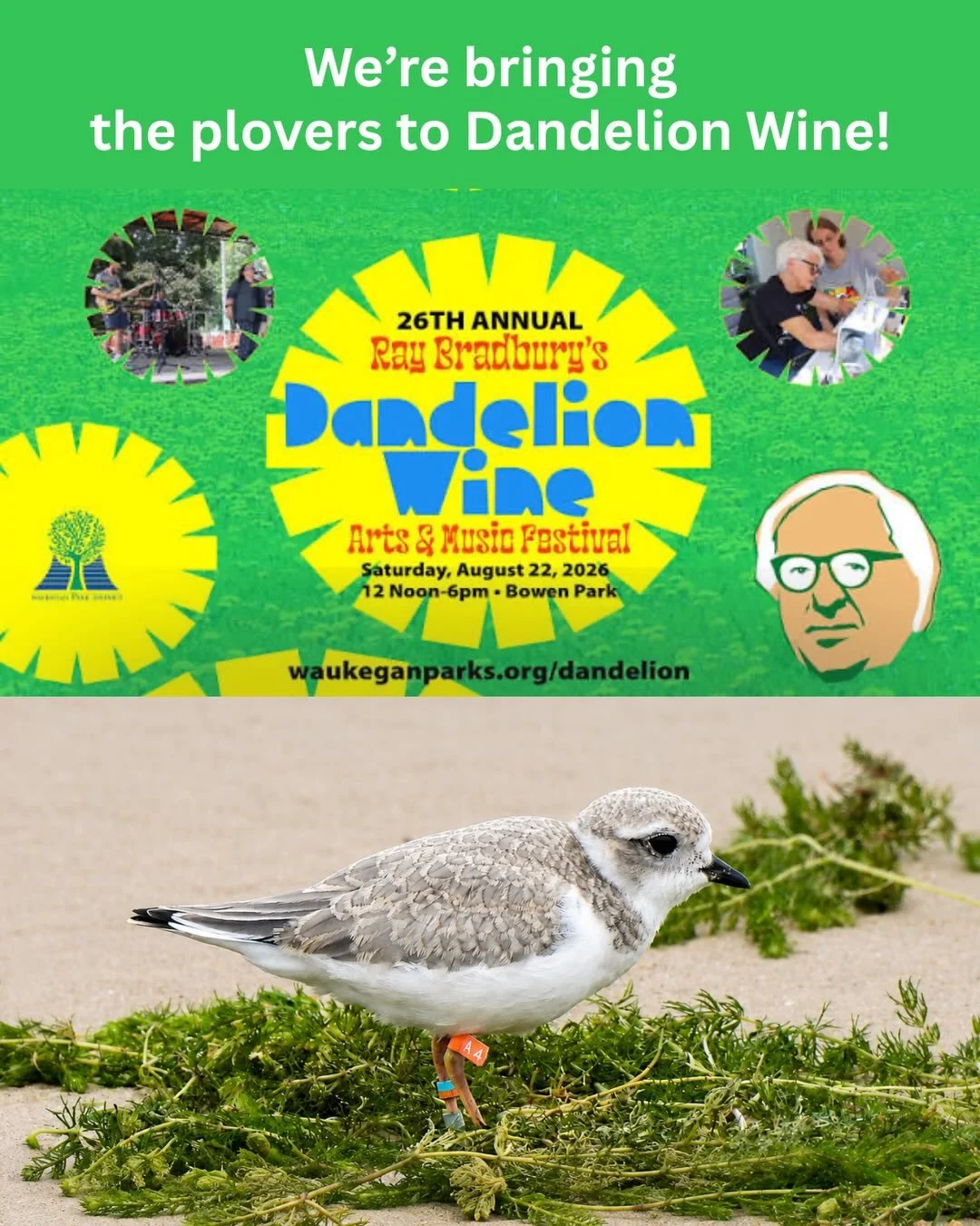 LCAS IS BRINGING THE PLOVERS TO DANDELION WINE! 

We&rsquo;re joining the Waukegan Park District for the 26th Annual Ray Bradbury&rsquo;s Dandelion Wine Arts &amp; Music Festival!

📅 Saturday, August 22, 2026 ⏰ 12:00&ndash;6:00 PM 📍 Bowen Park
1800