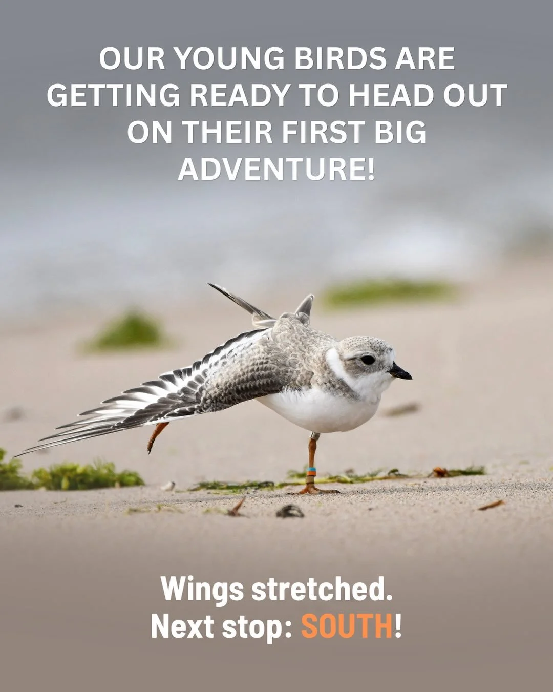 The journey south is beginning! 🌎

Our young captive-reared Piping Plovers are approaching one of the most remarkable parts of their story: their very first migration south.

Our two visitors from Chicago, Buddy and Frankie, have already moved on, a