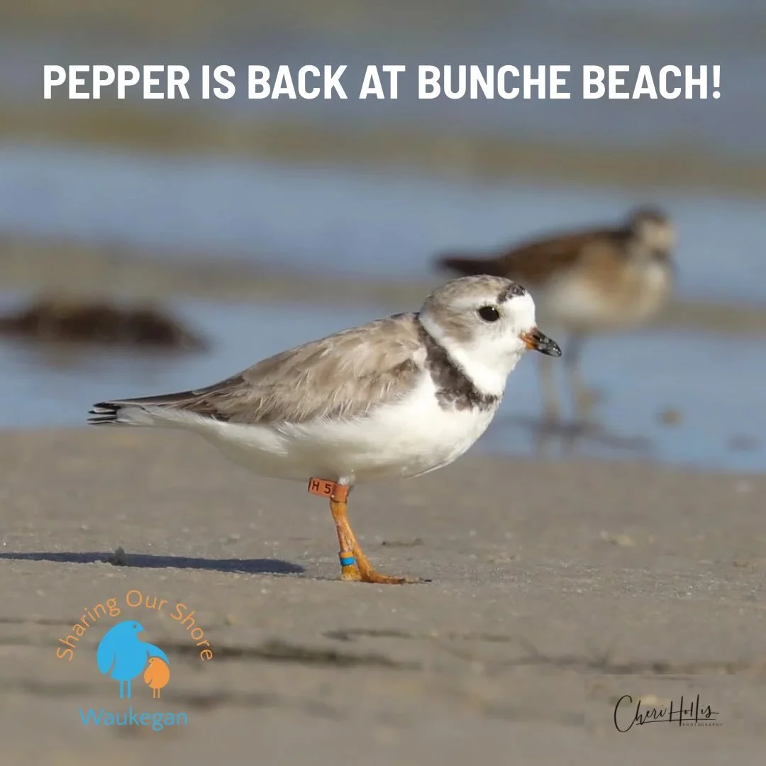 🌴 PEPPER MADE IT TO FLORIDA! 🌺

We received the BEST text last night from our plover friend extraordinaire, Cheri Hollis: Pepper has made it safely back to Bunche Beach in Fort Myers, Florida!

And judging by Cheri&rsquo;s stunning photos, he looks