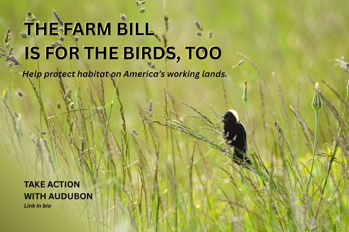 What does the Farm Bill have to do with birds? A lot.🌾

Grassland birds like this Bobolink are among the fastest declining groups of birds in North America. Over the past 50 years, grassland bird populations have declined by 43%.

The Farm Bill is a