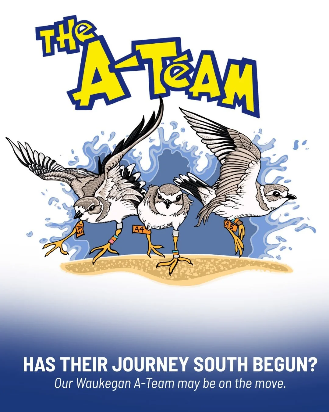 Has the journey south begun?

After 3&frac12; weeks in Waukegan, our captive-reared Piping Plover A-Team may be starting their first migration south!

A special shoutout to our summer intern, Oliver Slater, who created the A-Team artwork featured in 