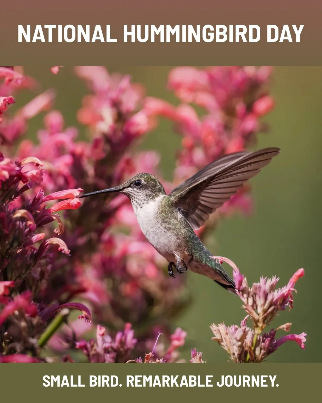 Happy National Hummingbird Day! 🌸

Here in Lake County, Ruby-throated Hummingbirds are on the move. During late summer and early fall, these tiny travelers are fueling up for an incredible southbound migration, with many ultimately crossing the Gulf