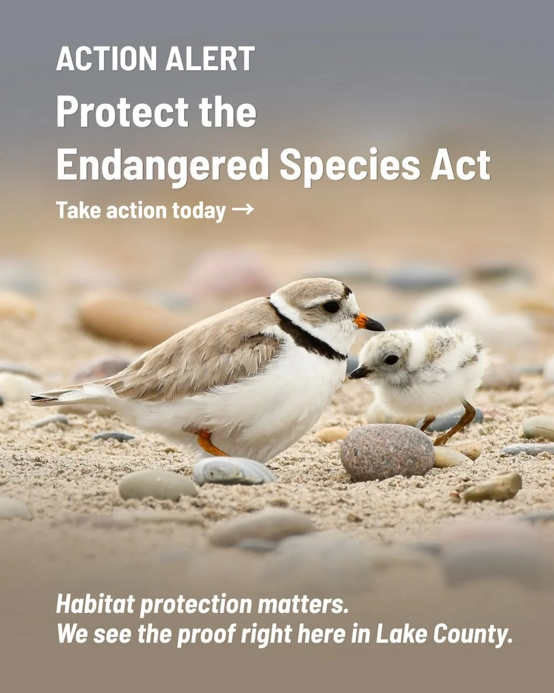 🚨 ACTION ALERT: Protect the Endangered Species Act

Habitat protection matters, and we see the proof right here in Lake County.

The Great Lakes Piping Plover and Red Knot are both protected under the Endangered Species Act and depend on healthy sho
